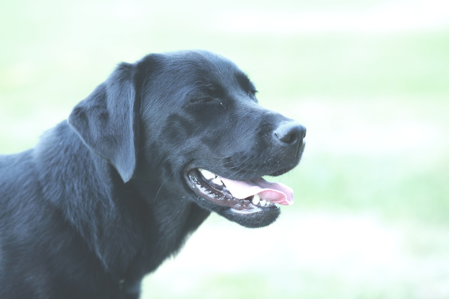 私の大切な家族の愛犬
